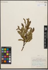 Foto von Salix pulchra Cham.